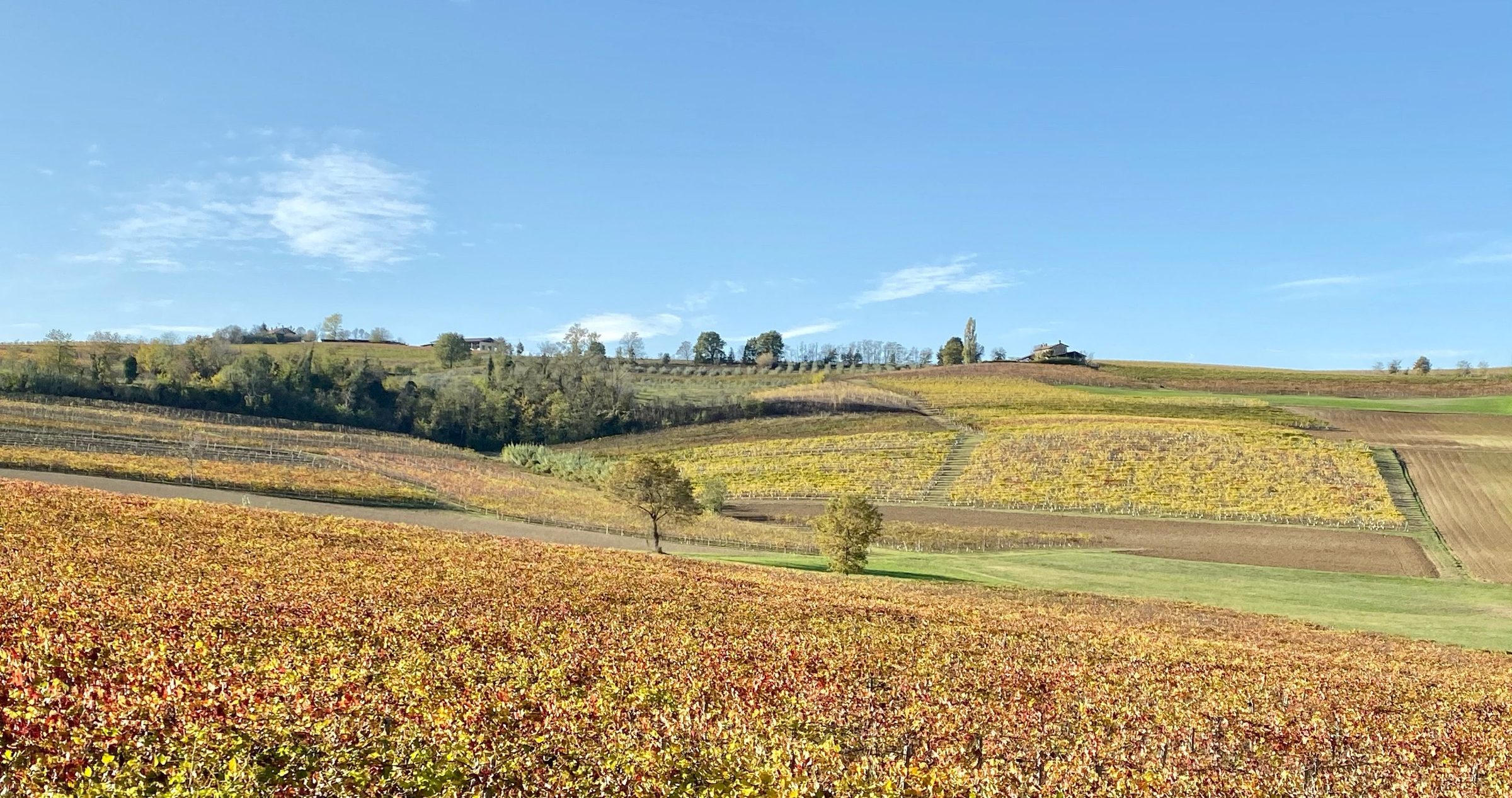Autumn vineyards on rolling hills